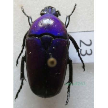 Chlorocala africana oertzeni Kolbe, 1895 ex. ovo Tanzania23